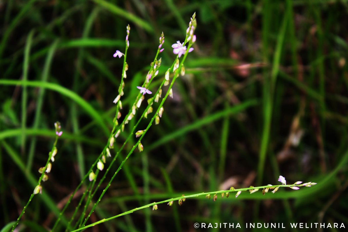 Polygala longifolia Poir.