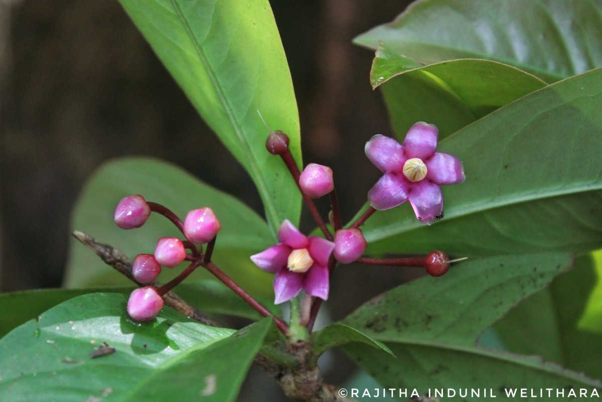 Ardisia solanacea Roxb.