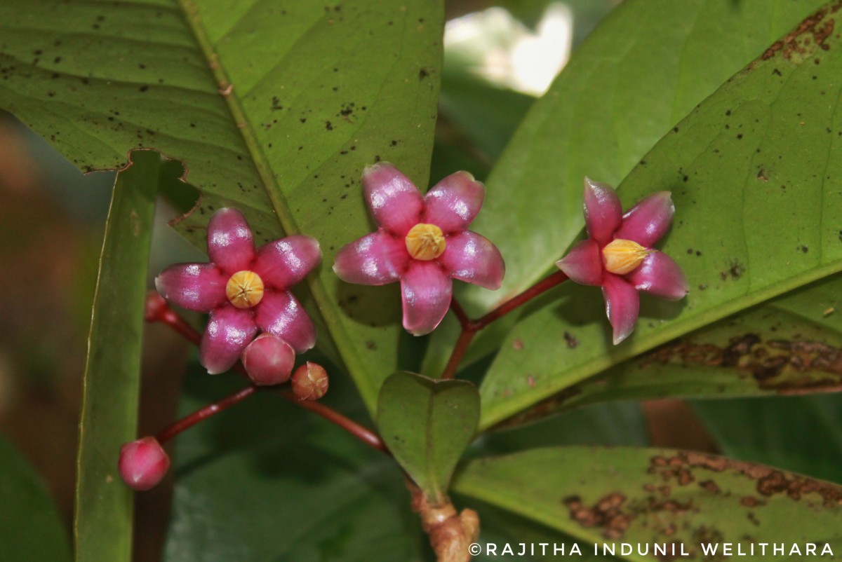 Ardisia solanacea Roxb.