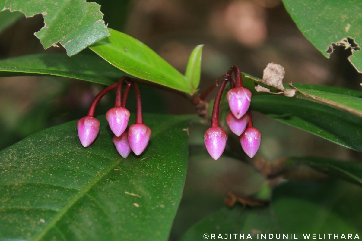 Ardisia solanacea Roxb.