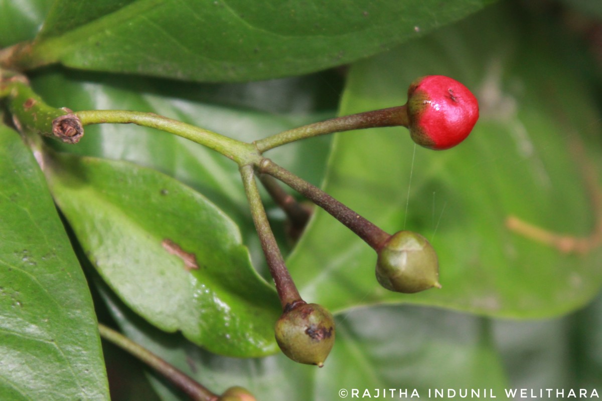 Ardisia solanacea Roxb.