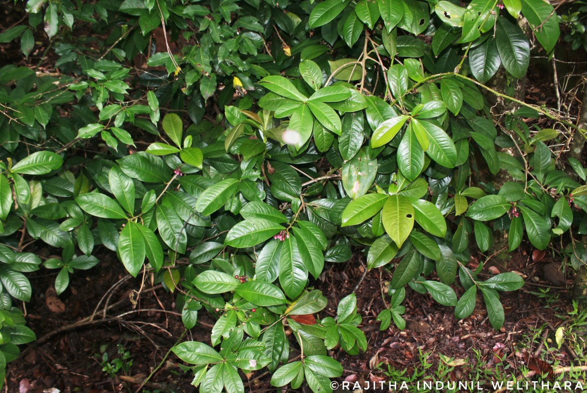 Ardisia solanacea Roxb.