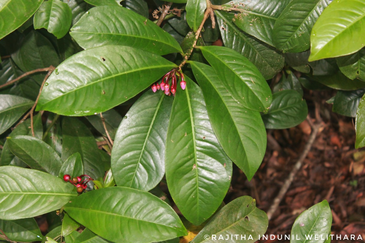 Ardisia solanacea Roxb.