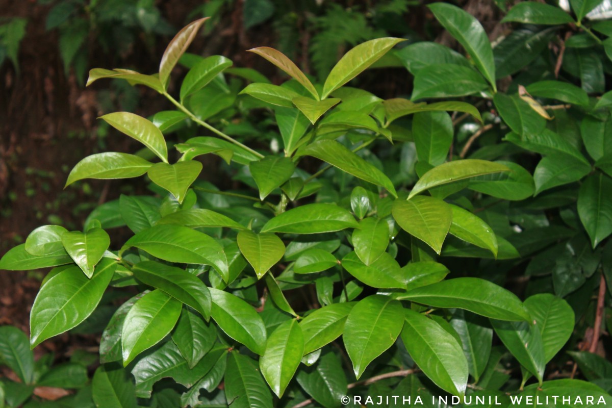 Ardisia solanacea Roxb.