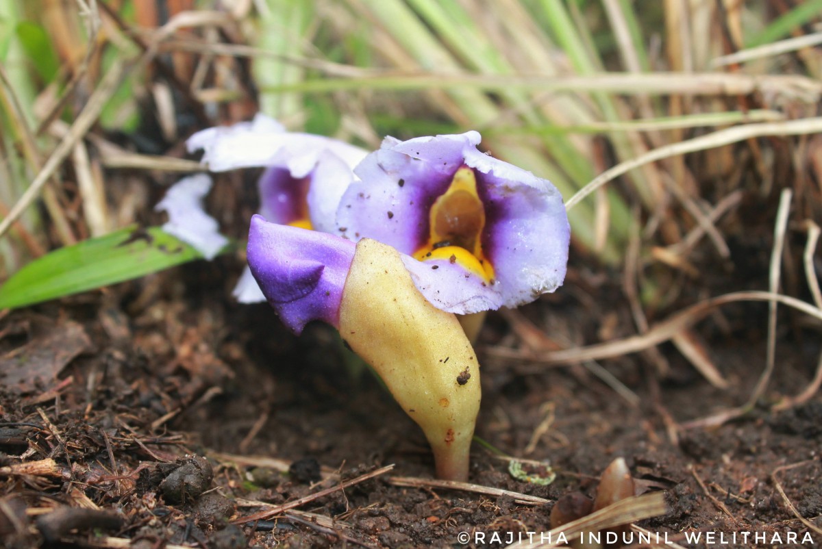 Aeginetia acaulis (Roxb.) Walp.