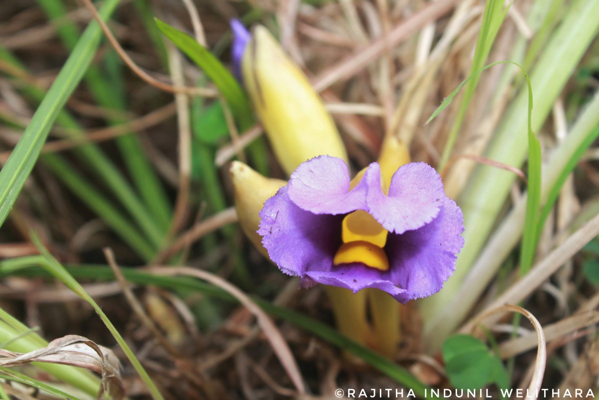 Aeginetia acaulis (Roxb.) Walp.