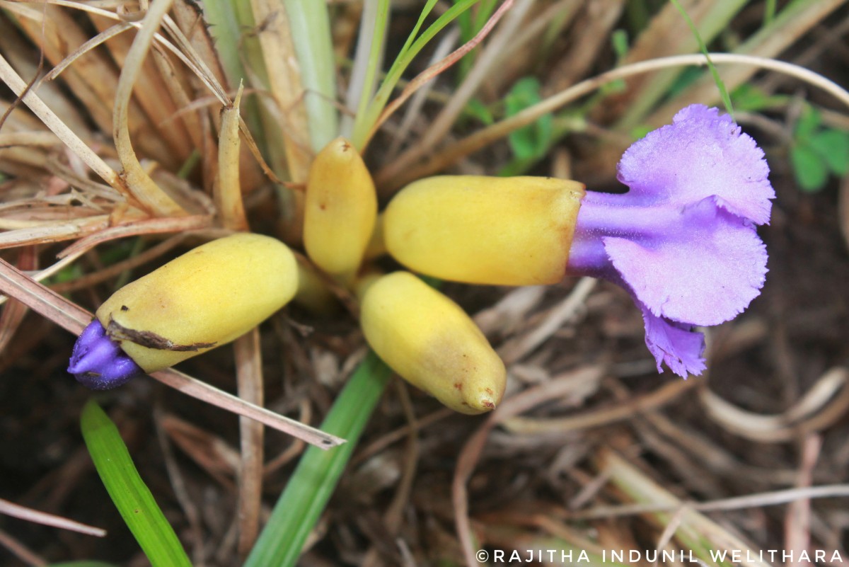 Aeginetia acaulis (Roxb.) Walp.