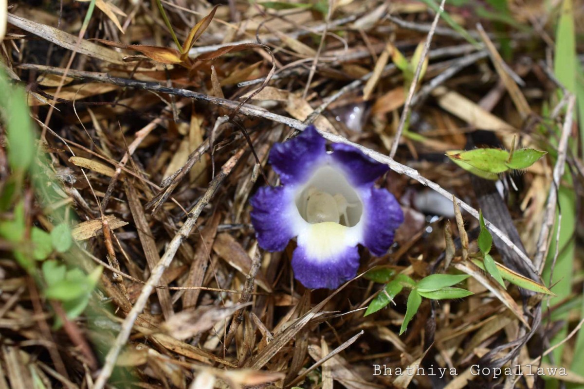 Christisonia subacaulis (Benth.) Gardner