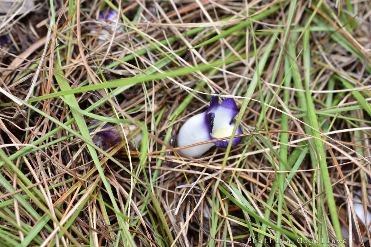 Christisonia subacaulis (Benth.) Gardner