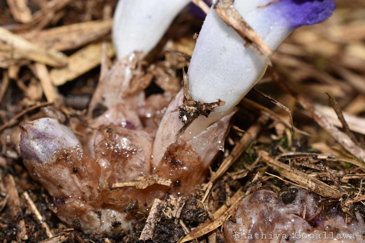 Christisonia subacaulis (Benth.) Gardner