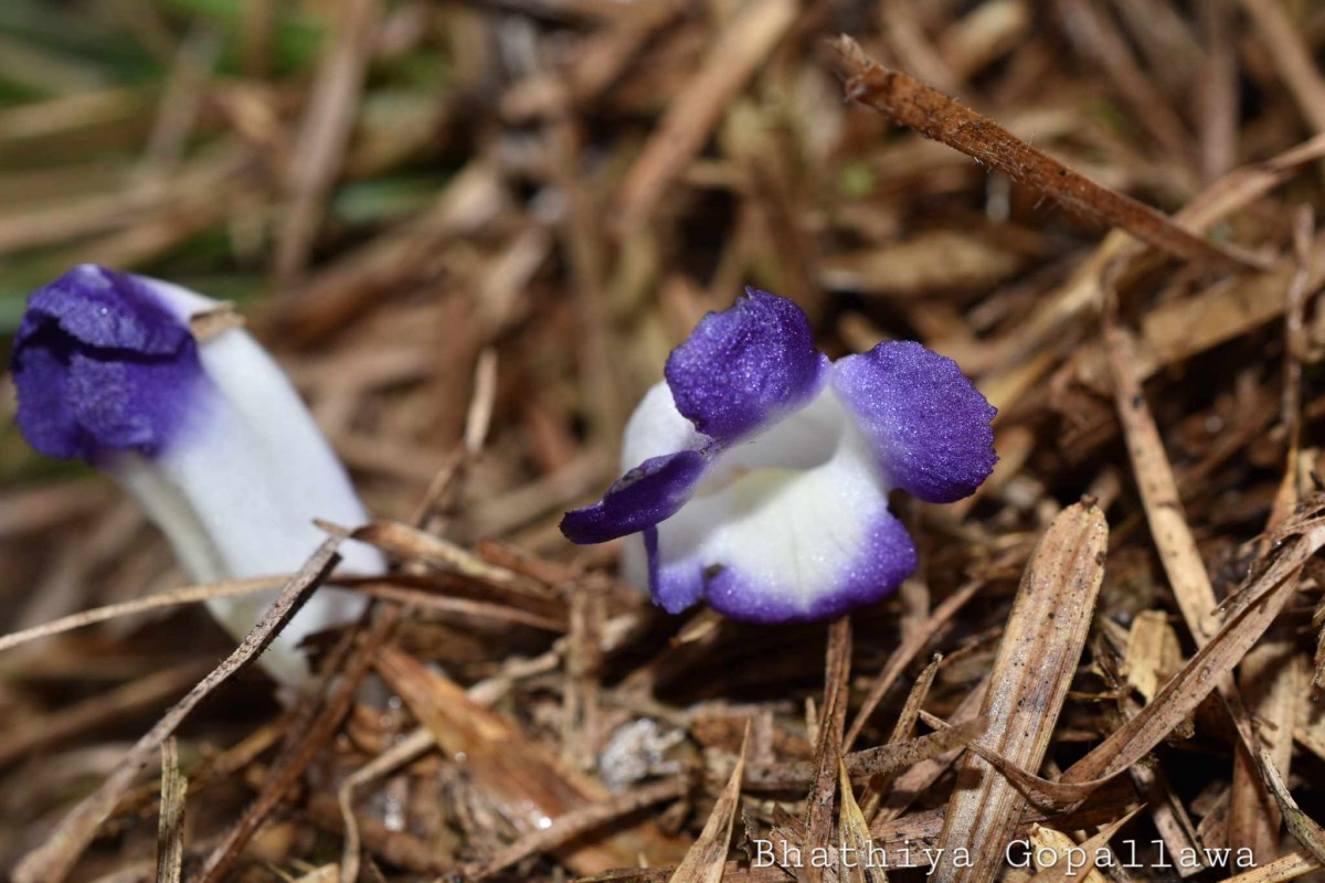 Christisonia subacaulis (Benth.) Gardner