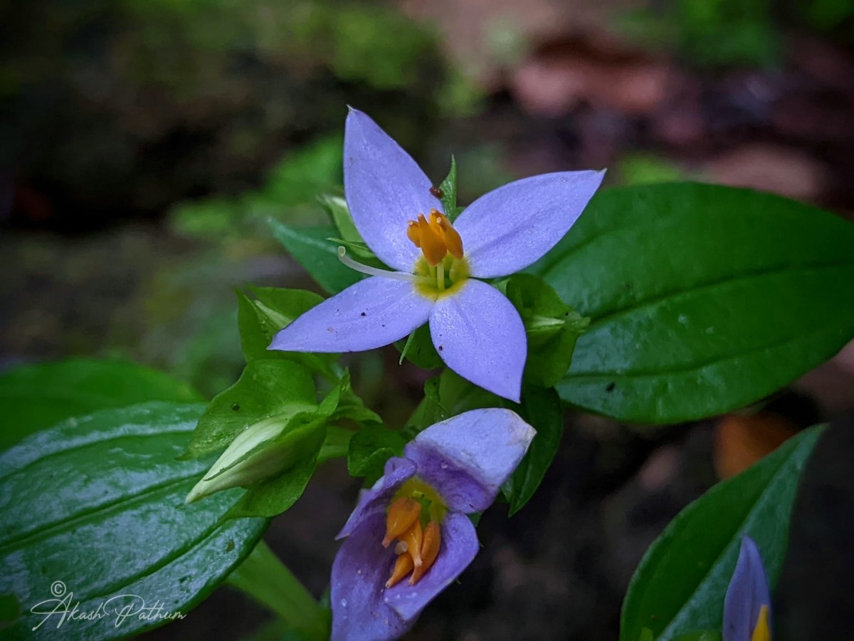 Exacum axillare Thwaites