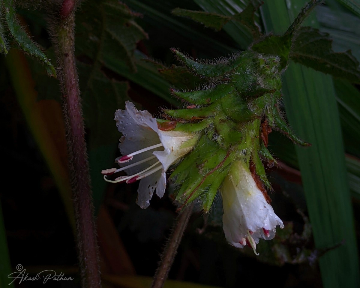 Strobilanthes vestita Nees