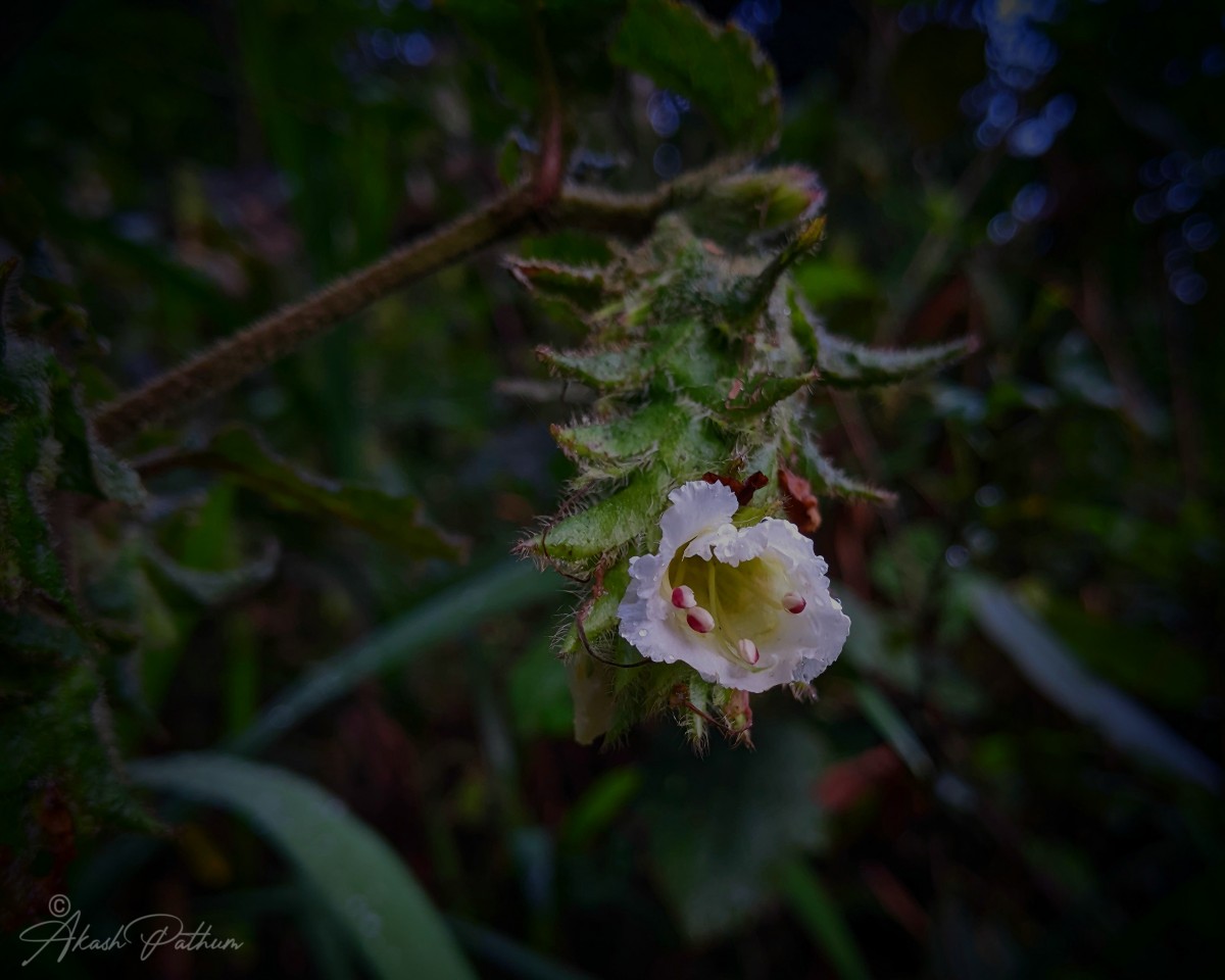 Strobilanthes vestita Nees