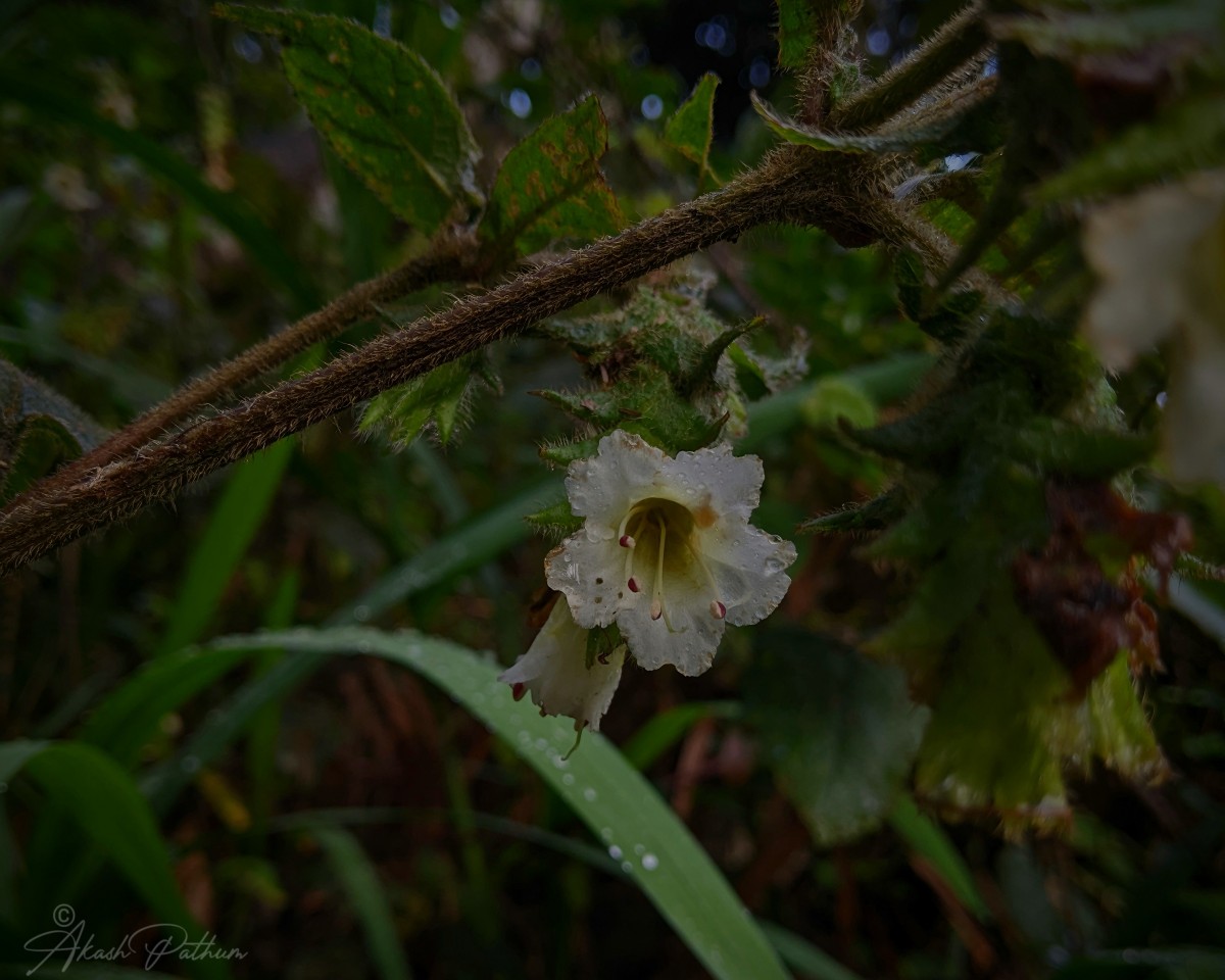 Strobilanthes vestita Nees