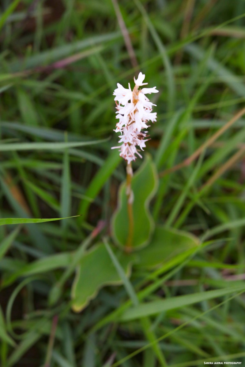 Peristylus trimenii (Hook.f.) Abeyw.