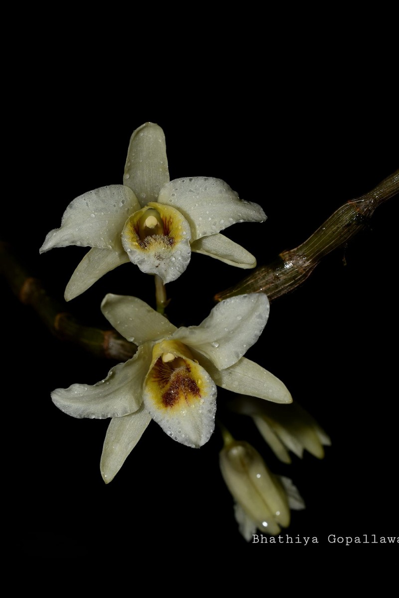 Dendrobium heterocarpum Wall. ex Lindl.