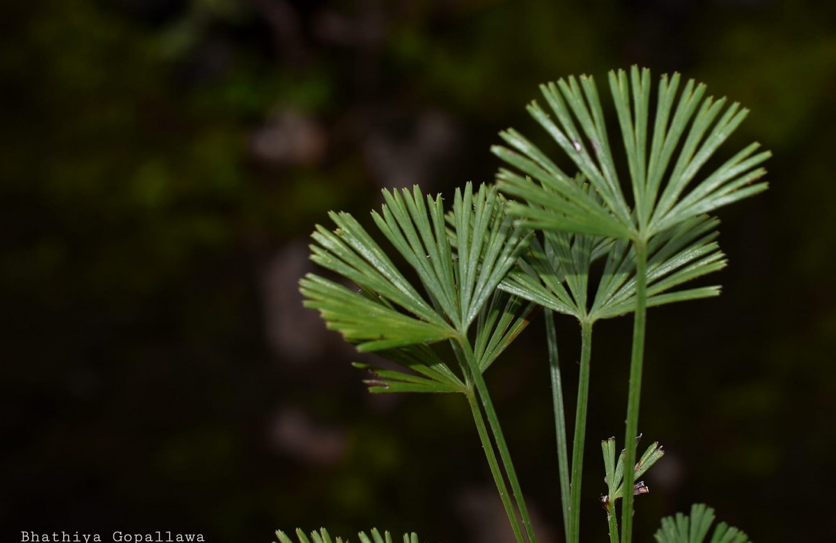 Actiniopteris radiata  (Sw.) Link