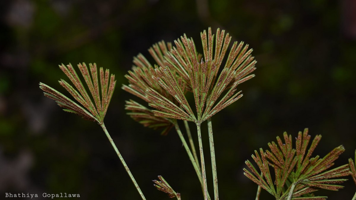 Actiniopteris radiata  (Sw.) Link