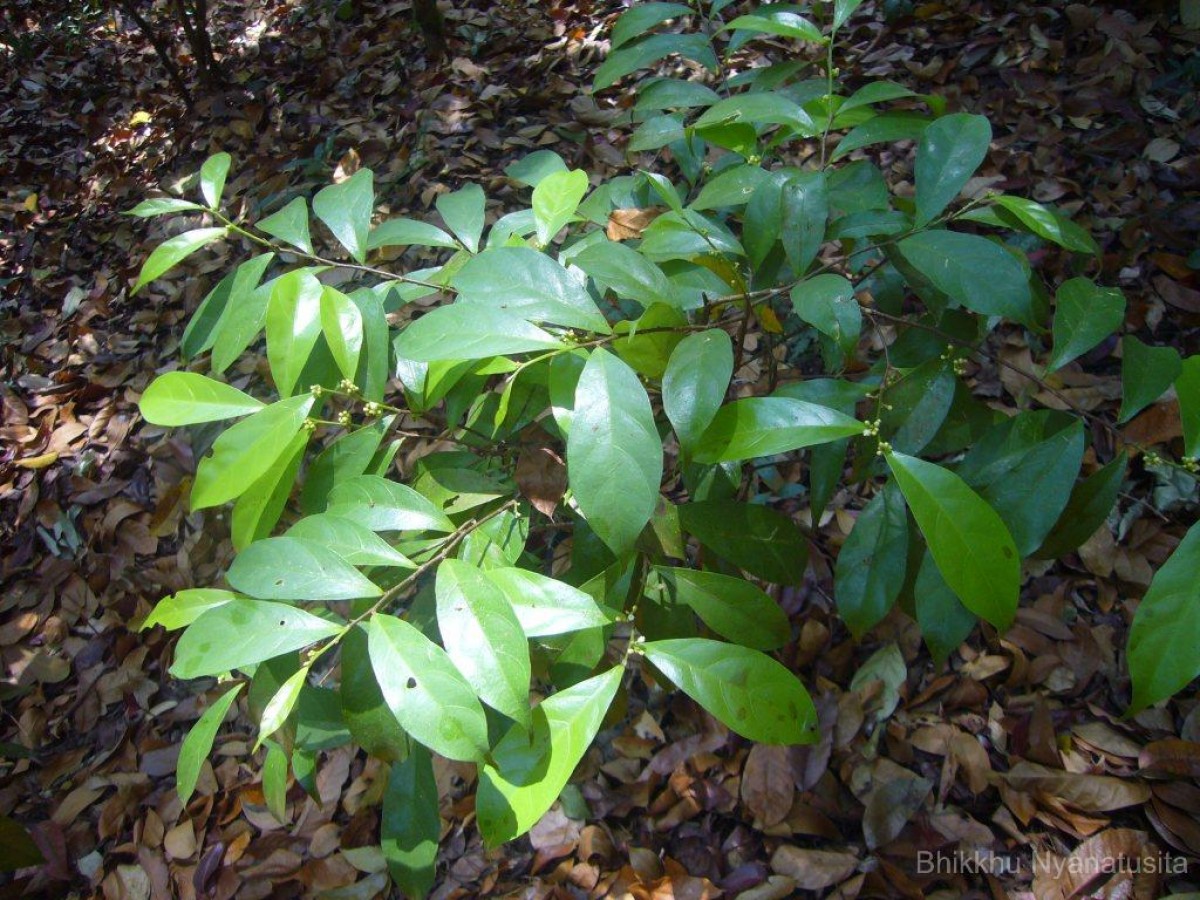 Dichapetalum gelonioides (Roxb.) Engl.