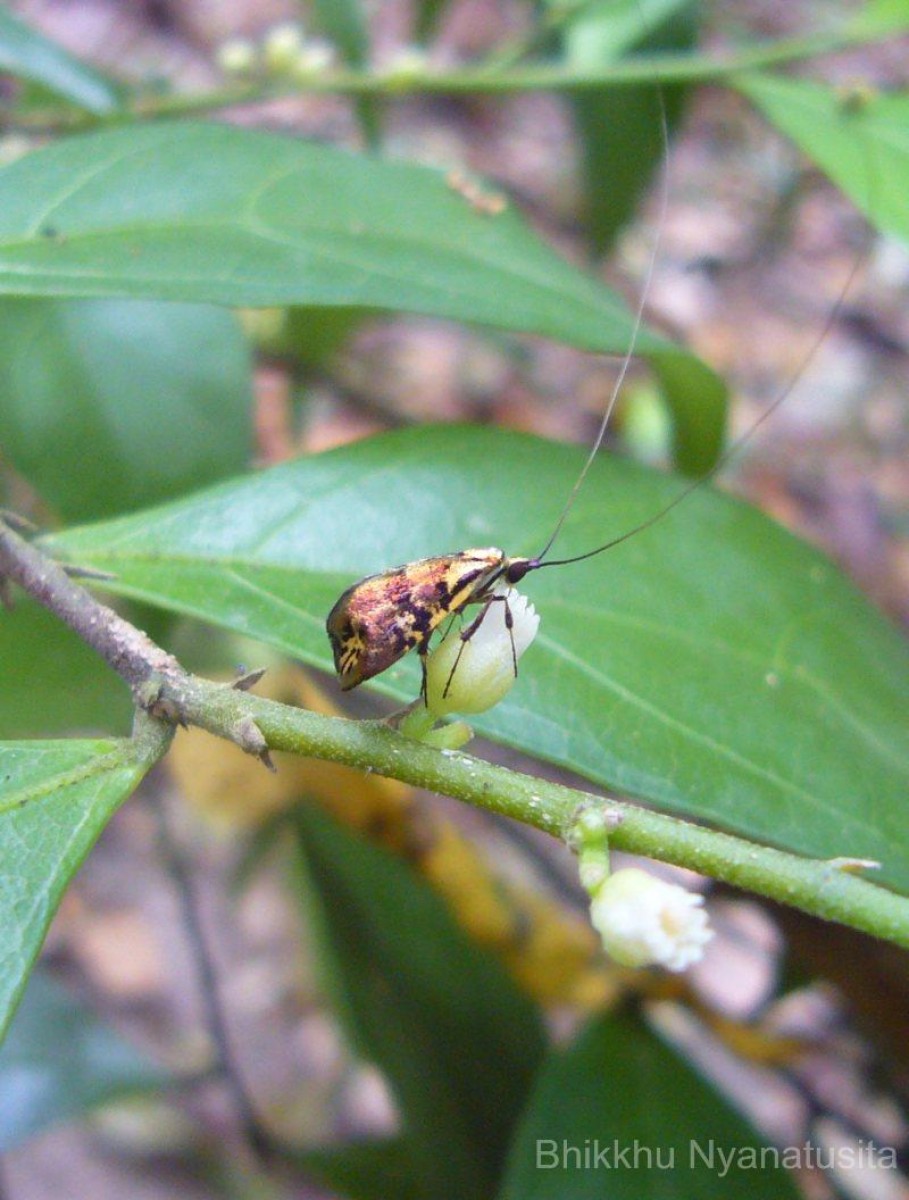 Dichapetalum gelonioides (Roxb.) Engl.