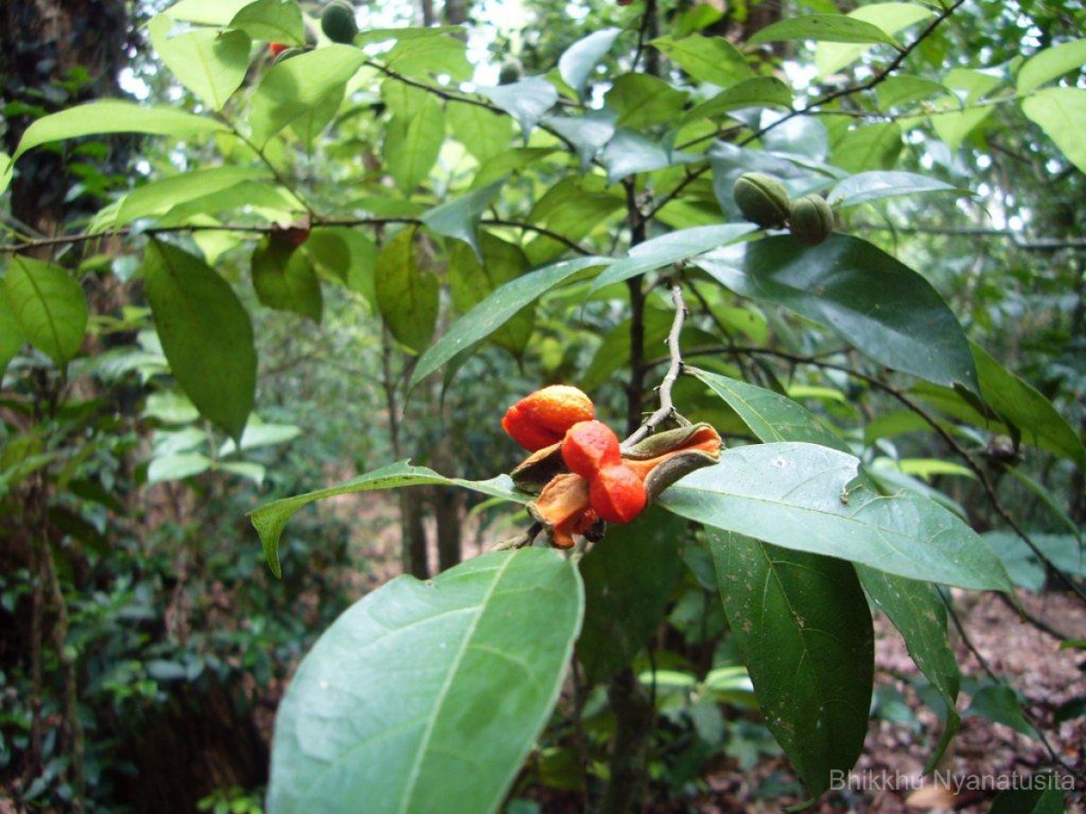 Dichapetalum gelonioides (Roxb.) Engl.