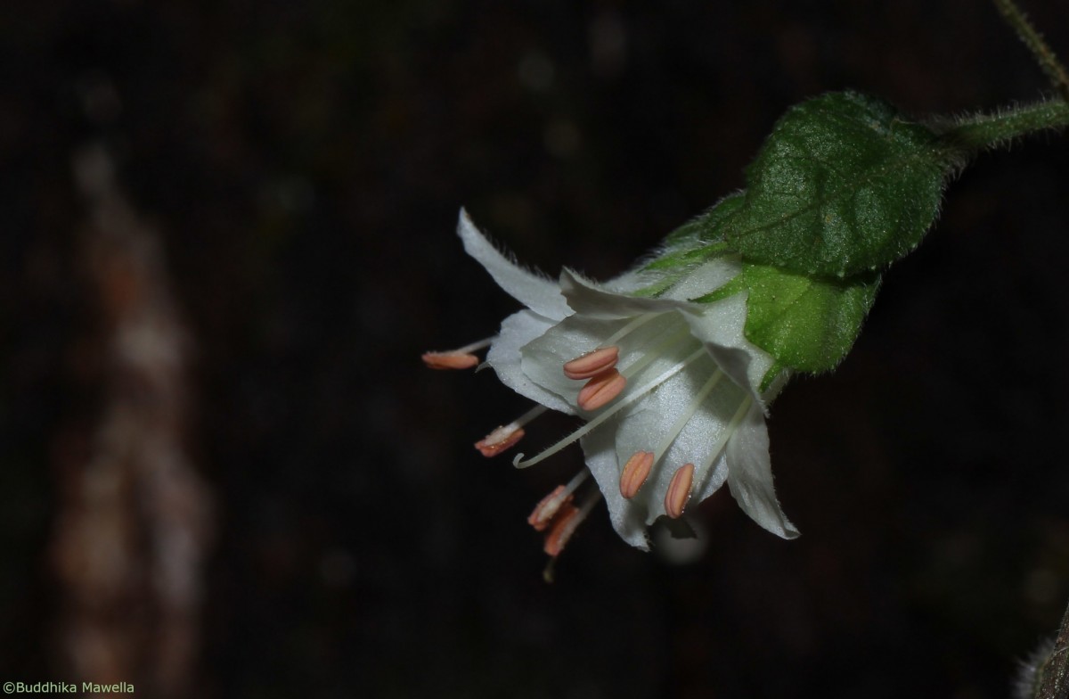 Strobilanthes arnottiana Nees