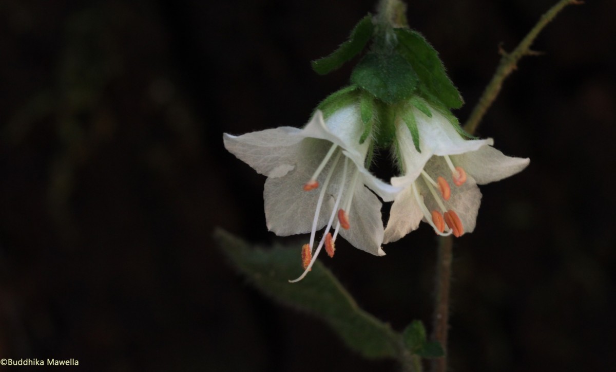 Strobilanthes arnottiana Nees