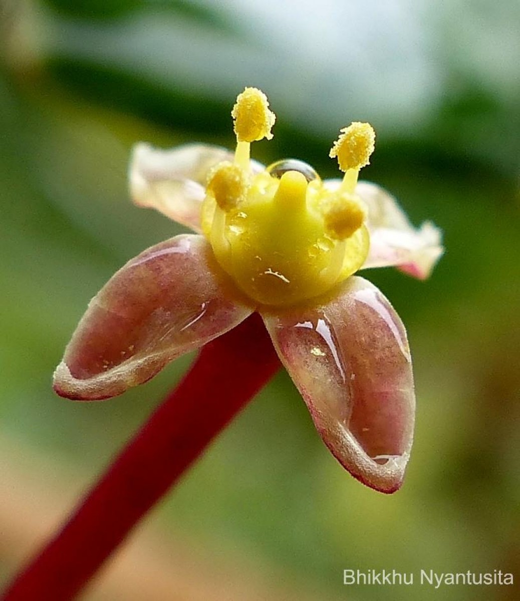 Cissus gardneri Thwaites