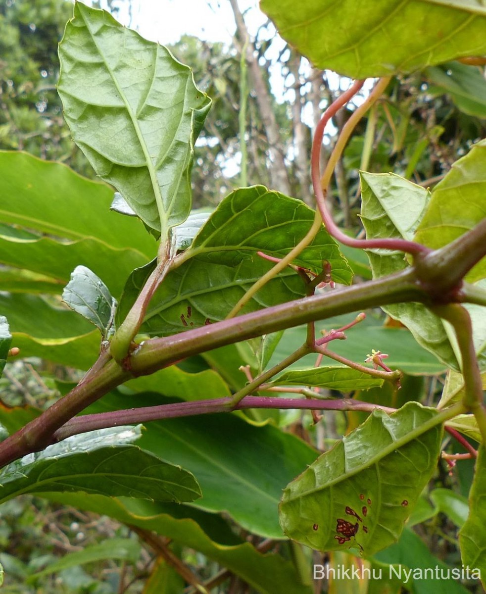 Cissus gardneri Thwaites