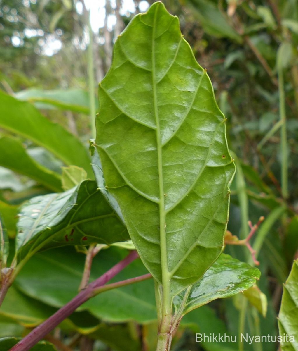 Cissus gardneri Thwaites