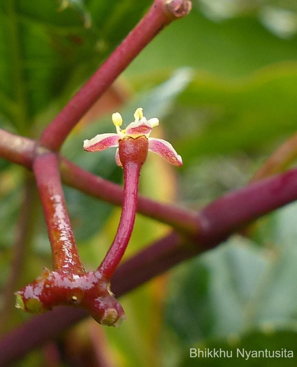 Cissus gardneri Thwaites