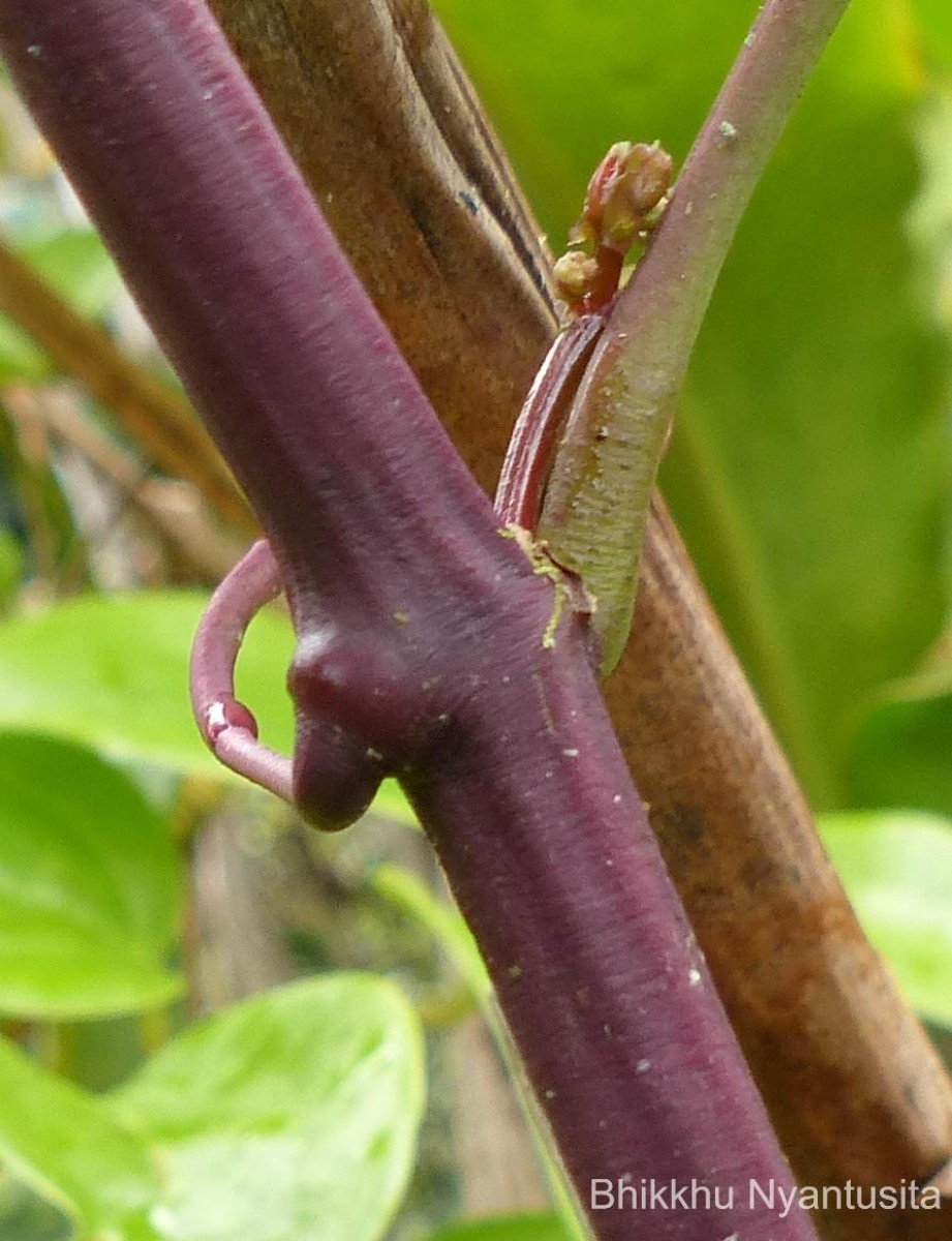 Cissus gardneri Thwaites