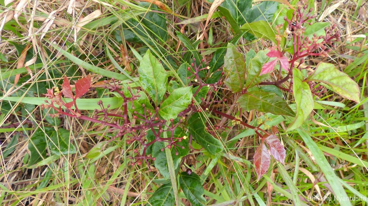 Cissus gardneri Thwaites