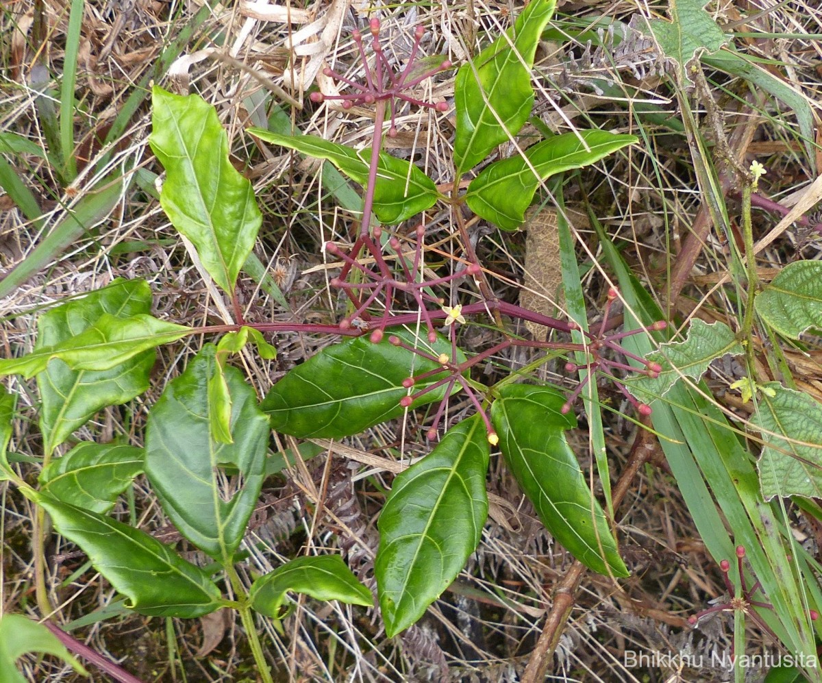 Cissus gardneri Thwaites