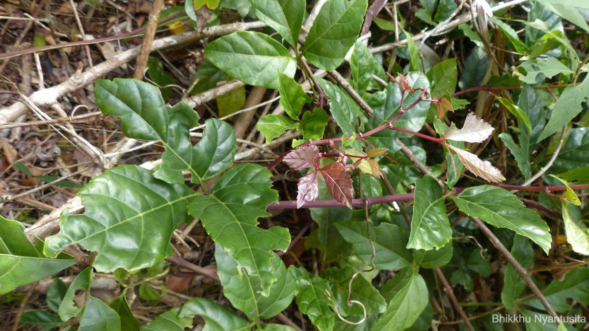 Cissus gardneri Thwaites