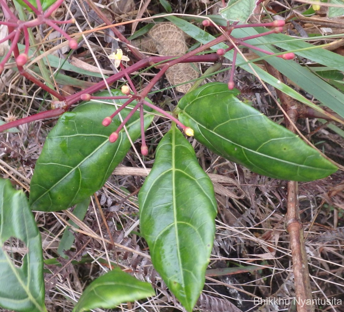 Cissus gardneri Thwaites