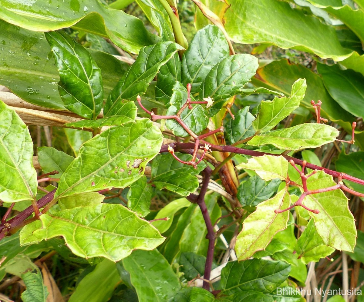 Cissus gardneri Thwaites