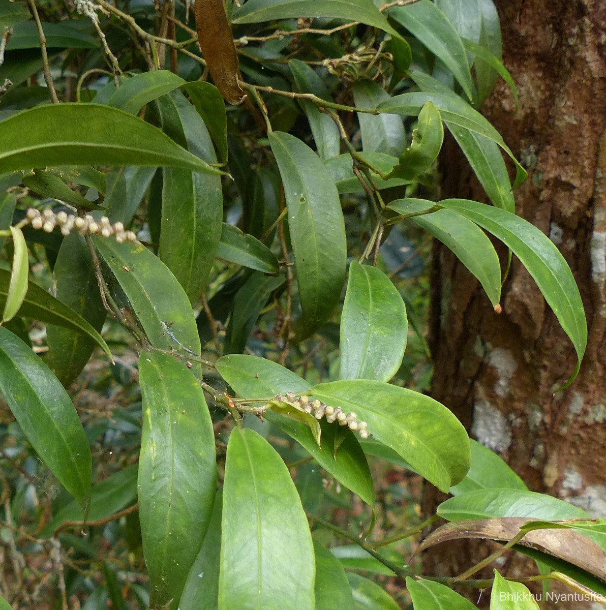 Pothos remotiflorus Hook.