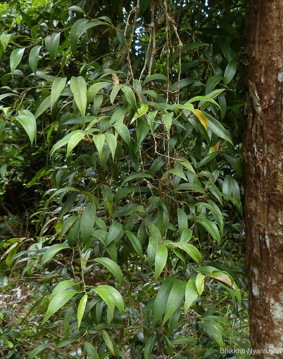 Pothos remotiflorus Hook.