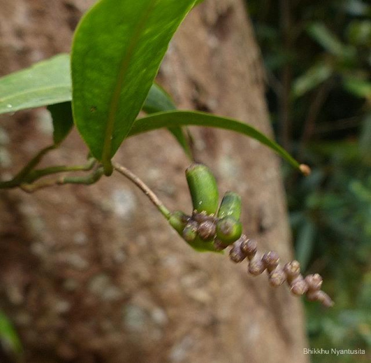 Pothos remotiflorus Hook.