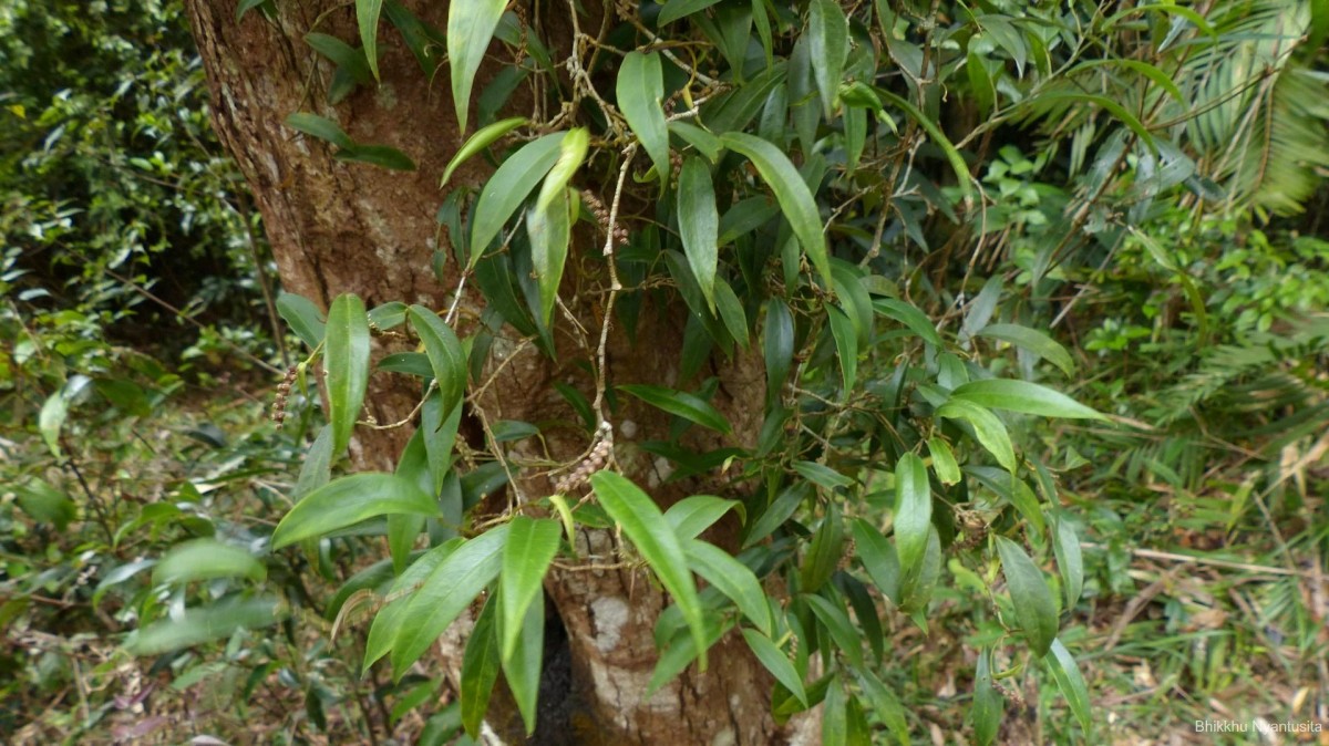 Pothos remotiflorus Hook.