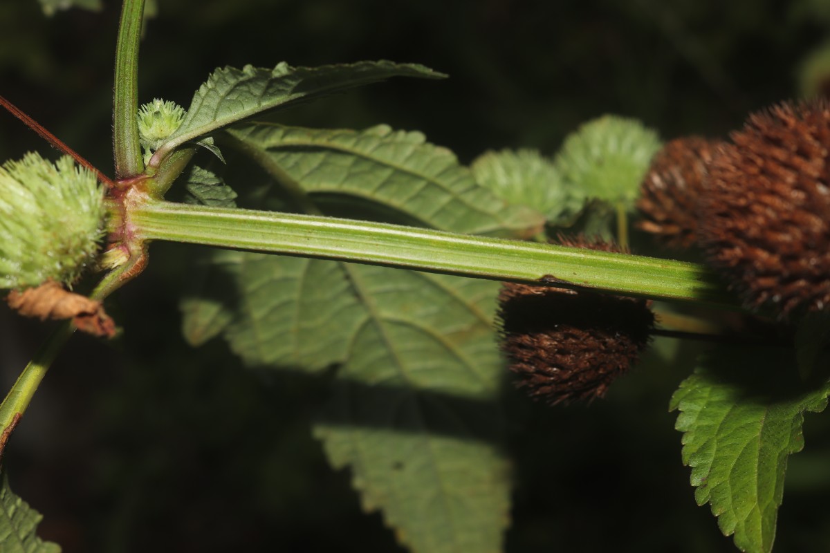 Hyptis capitata Jacq.