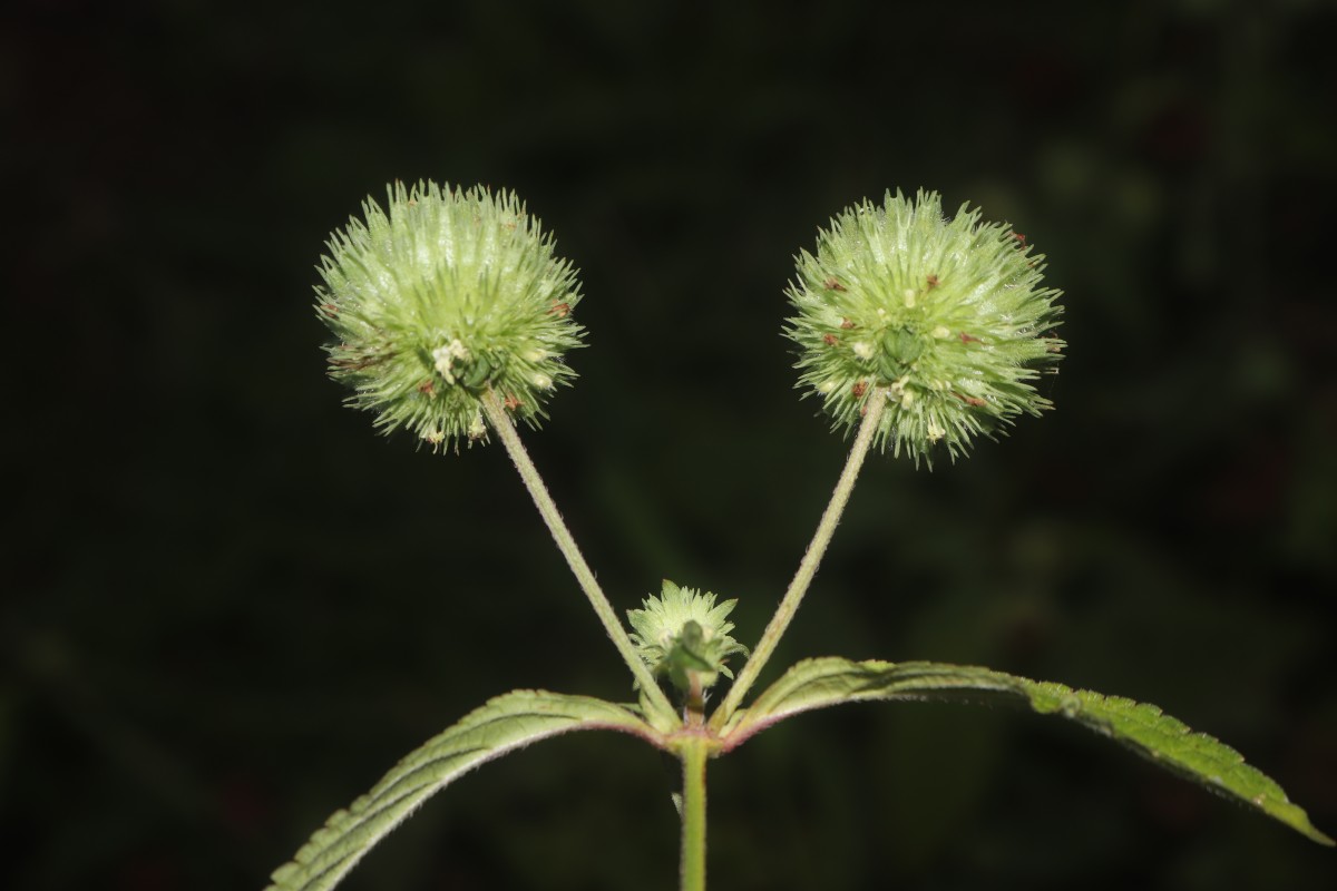 Hyptis capitata Jacq.