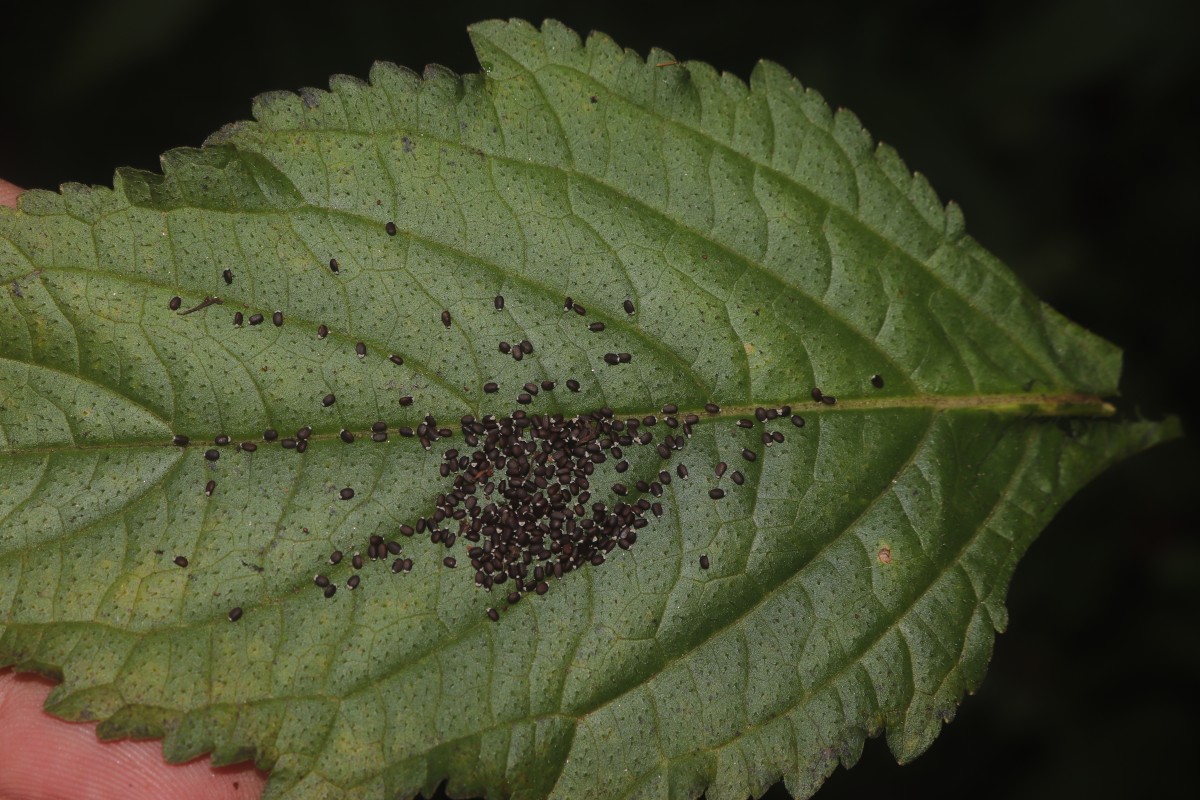 Hyptis capitata Jacq.