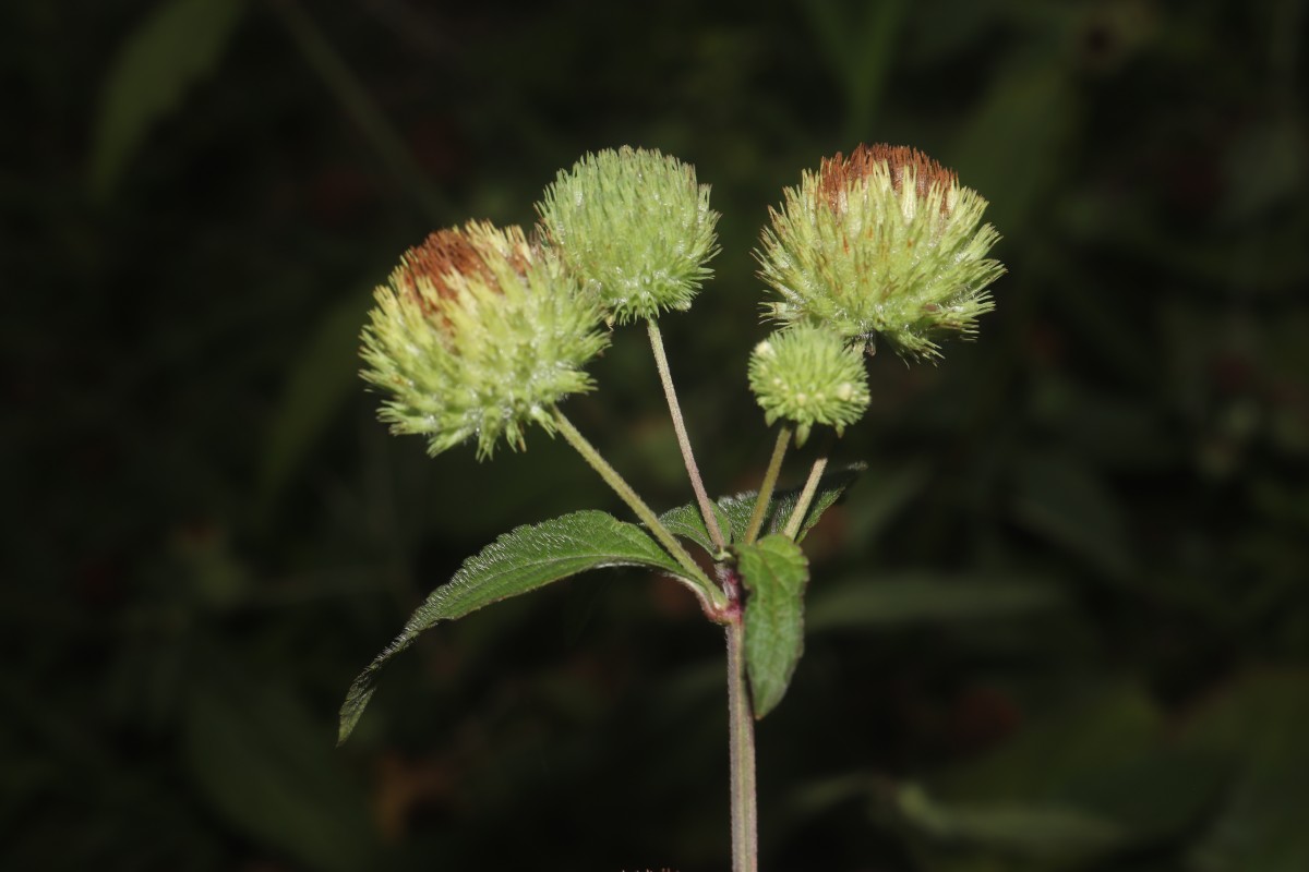 Hyptis capitata Jacq.