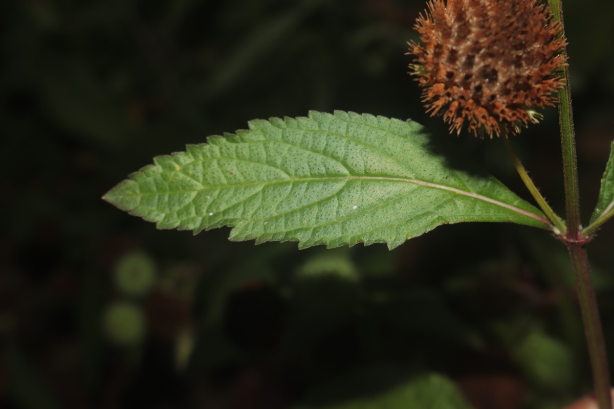 Hyptis capitata Jacq.