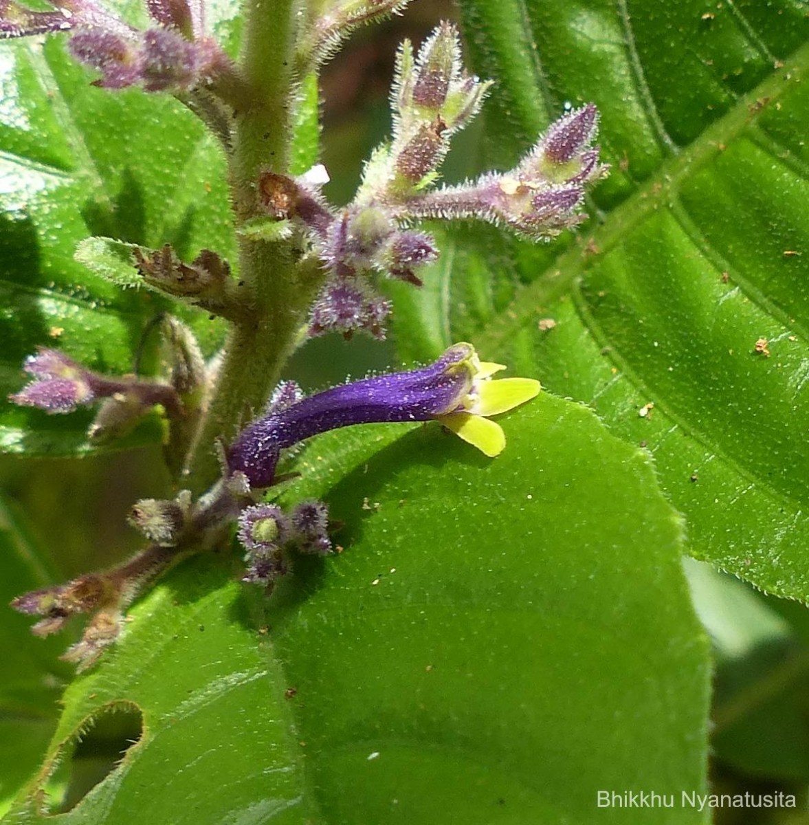 Gymnostachyum paniculatum T.Anderson