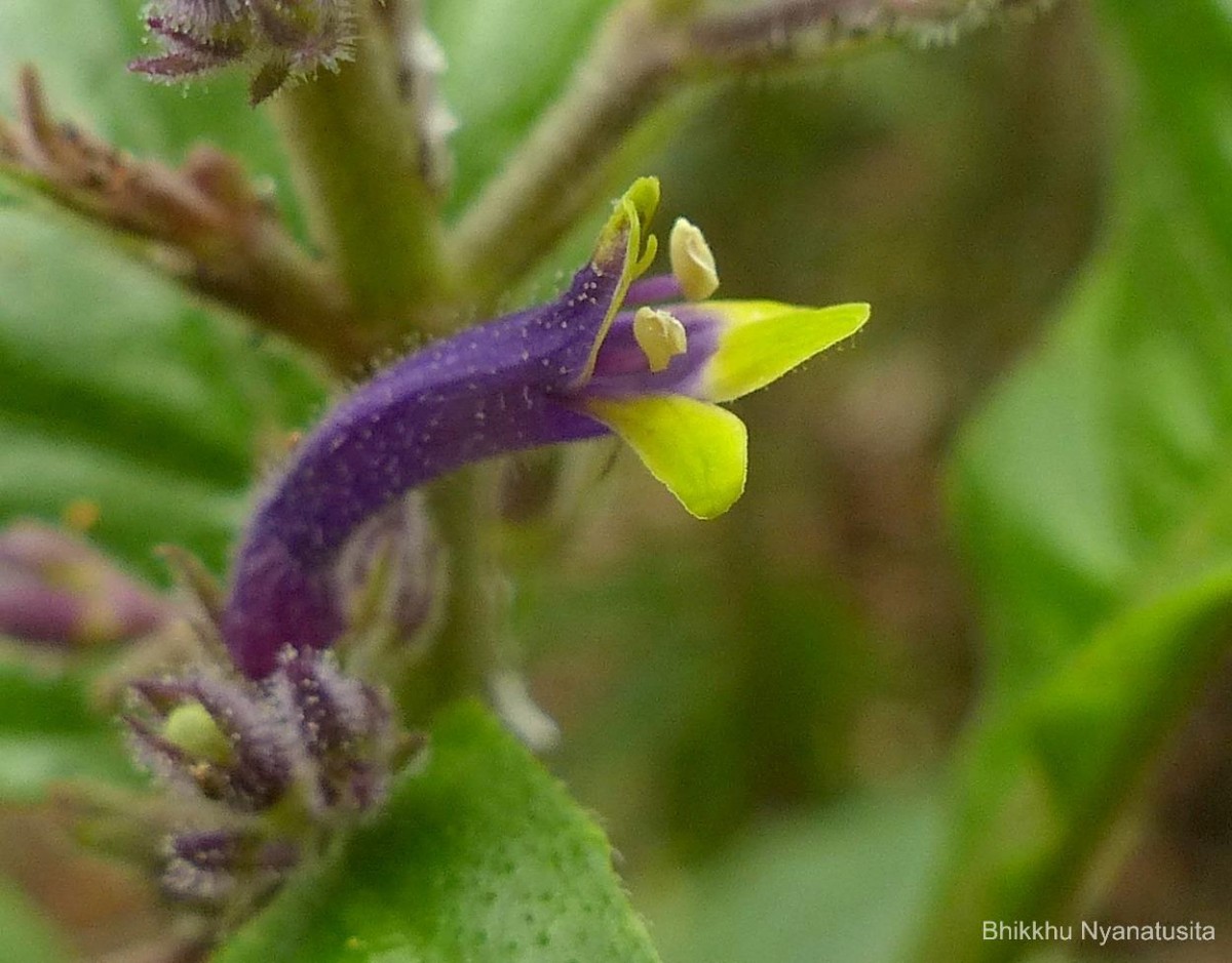 Gymnostachyum paniculatum T.Anderson