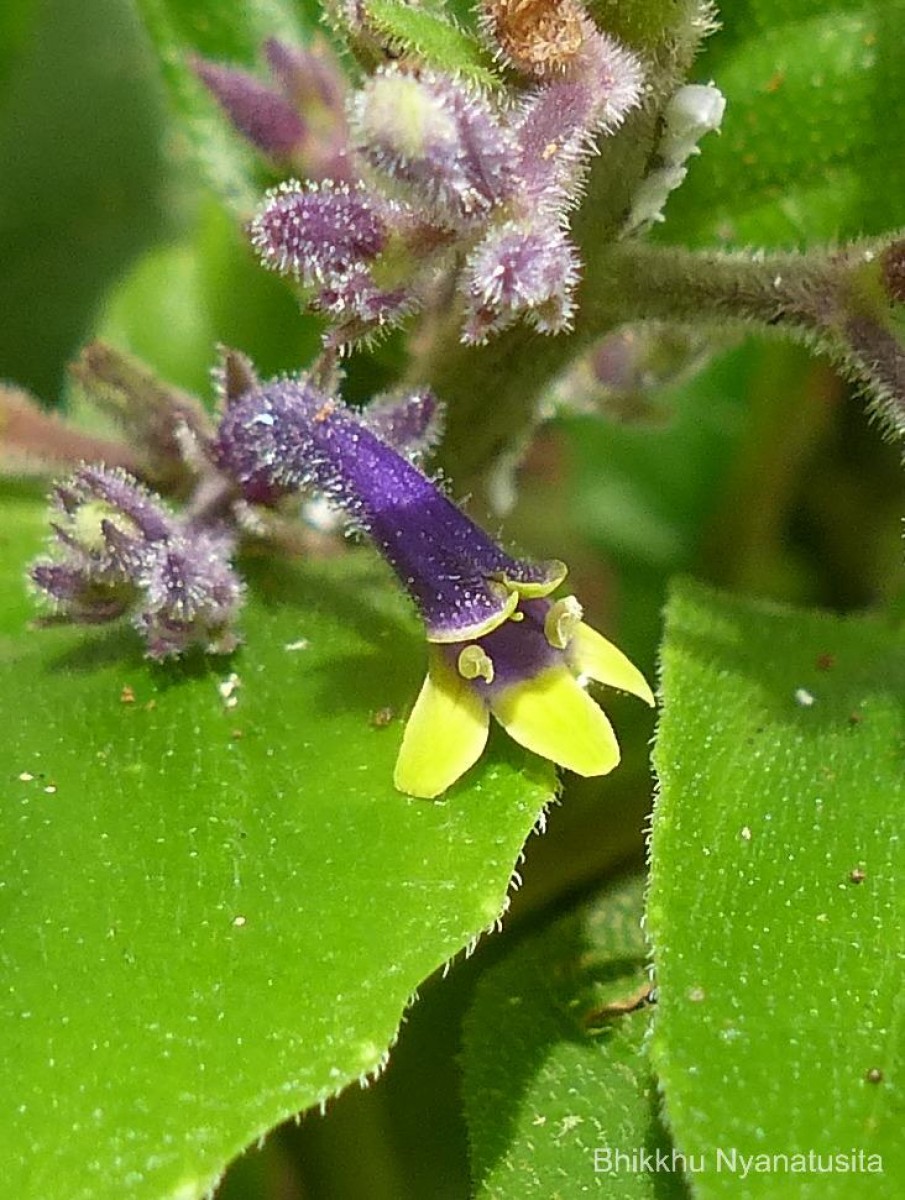 Gymnostachyum paniculatum T.Anderson